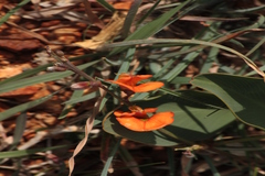 Tephrosia calophylla